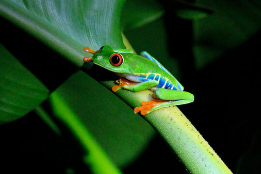 green tree frog © Erica Ruth