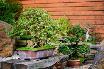 Old bonsai in a pot on a stone outdoors.