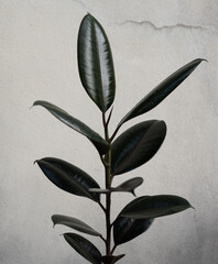 Green rubber plants on dark background.