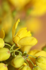 Yellow flower blossom Berberis aquifolium family berberidaceae close up background modern high quality big size prints