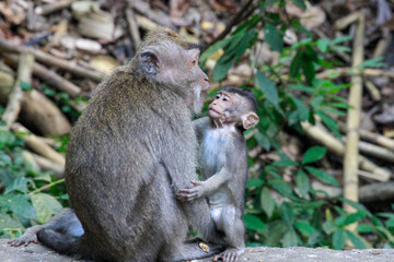 Naklejka na ściany i meble macaque with baby