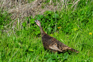 A female wild turkey is walking in Fremont Central Park, Wildlife photography. 