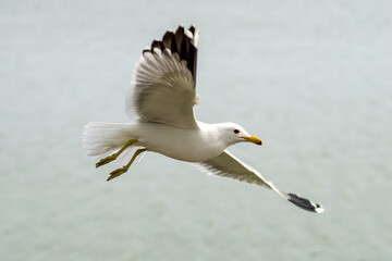 Fototapeta na wymiar Seagull flies over Lake Elizabeth in Fremont Central Park
