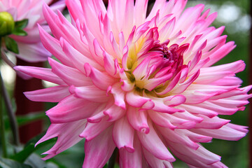pink dahlia flower close up