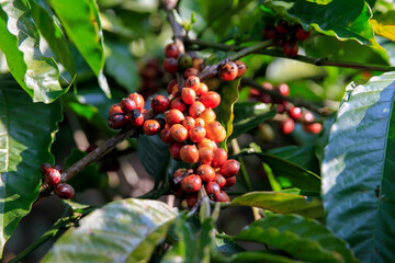 red coffee bean berries on a branch