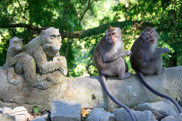 two monkeys sitting next to monkey statues