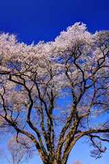 Naklejka premium 鉢形城の桜
