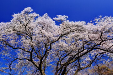 Naklejka premium 鉢形城の桜