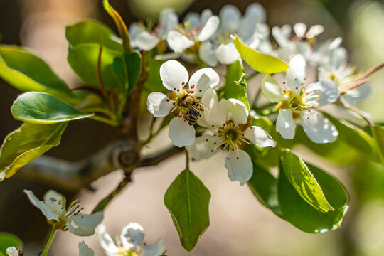 A bee pollinates a pear blossom in spring