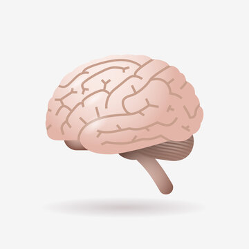 brain icon human internal organ biology anatomy healthcare concept flat