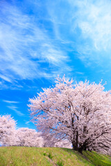 cherry tree in bloom