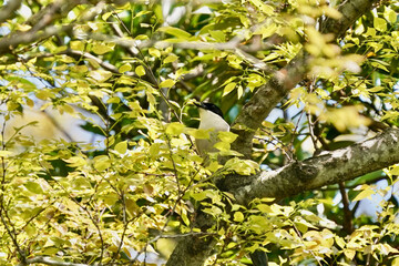 azure winged magpie on the branch