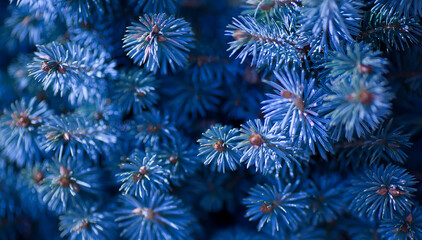 Young decorative blue spruce. Needles of blue spruce close-up. Texture. Natural blurred background. Image.