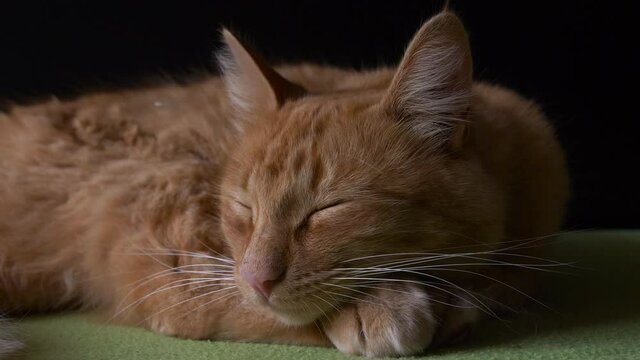 Cat sleeping in green bed. 4K slow motion with black background.