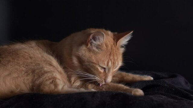 Ginger cat washing himself. 4k slow motion in black background