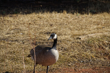 A Canada Goose on Grass