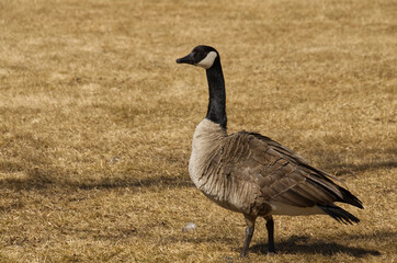 A Canada Goose on Grass