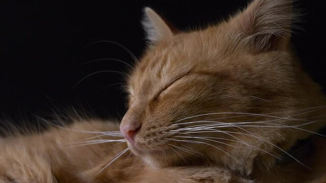Close up cat sleeping in bed. Camera movement 4K slow motion with black background.