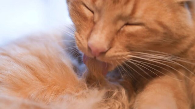 Close up ginger cat washing himself. 4k slow motion