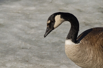 Close up of Canada Goose