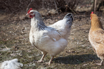 White and red chickens for a walk in early spring on a home farm.