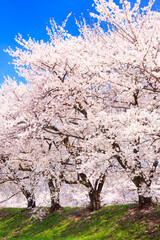 Naklejka premium pink cherry blossoms