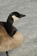 Close up of Canada Goose