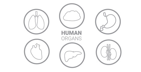 set human internal organs anatomical stomach liver kidneys lungs heart brain icons collection anatomy healthcare medical concept horizontal