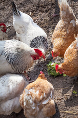 White and red chickens for a walk in early spring on a home farm.