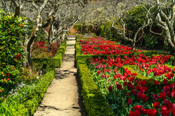 Blooming garden with a flower bed of red tulips, Filoli Garden