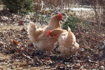 White and red chickens for a walk in early spring on a home farm.
