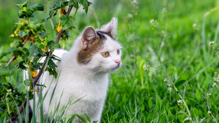 White spotted cat with a close look in the garden near the bush
