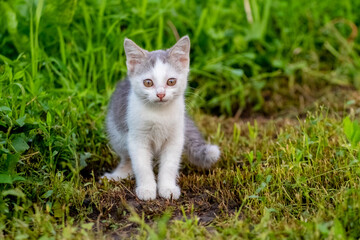 Small white spotted kitten in the garden on the mown grass
