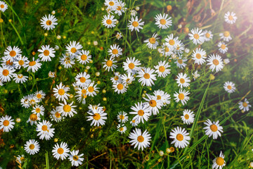 White daisies in the garden in the sunlight
