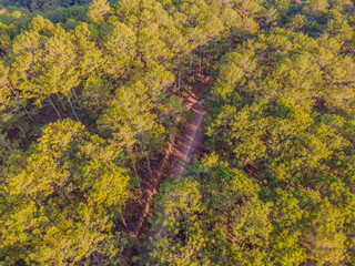 Empty road in a forest at early winter time. Aerial view from a drone looking down