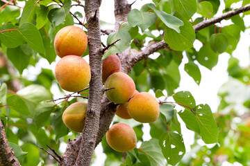 Ripe apricots on a tree in the garden. Harvest of apricots