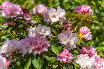 Rhododendron blooming flowers in the spring garden. 