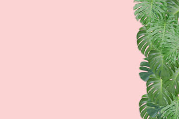 Fototapeta na wymiar Tropical leaves Monstera on pink background. Flat lay, top view