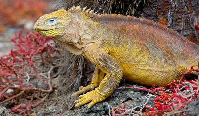 iguana over a rock in Galapagos Islands