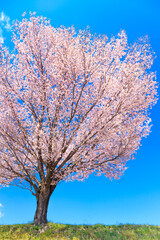 cherry tree in bloom