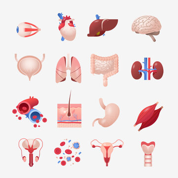 set human internal organs anatomical stomach liver kidneys lungs heart brain kidneys eye muscles icons collection anatomy healthcare medical concept