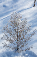 On a frosty, sunny winter morning, the dry grass is covered with frost. 