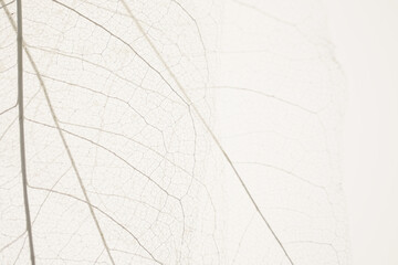 skeleton leaves beige background. White skeletonized leaf on  beige background.Skeletonized leaf...