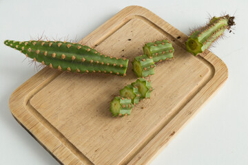 Naklejka premium How can we save the rotten cactus.