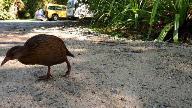 Tracking shot of young weka bird picking up some food of ground during sunny day. Cars parking in background visiting jungle of New Zealand.