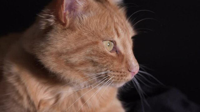 Close up of a ginger cat lying down watching surroundings. Slow motion 4k in a black background