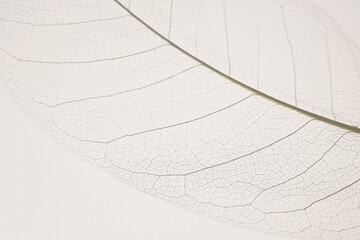 skeleton leaves beige background. White skeletonized leaf on white beige background.Skeletonized...