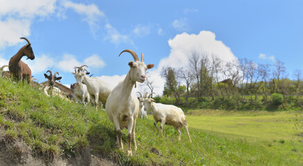 white  goat  in herd looking camera in alpine  mountain pasture © coco