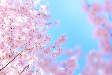 pink cherry blossoms