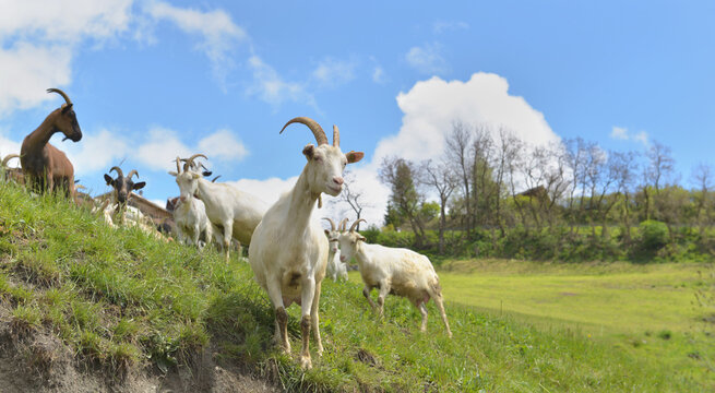 white  goat  in herd looking camera in alpine  mountain pasture